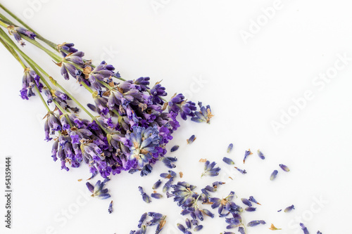 Lavendel auf wei   mit Bl  ten