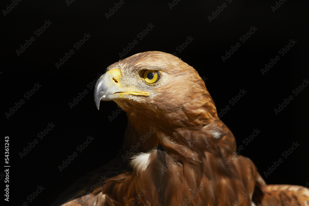 Golden Eagle Golden Eagle