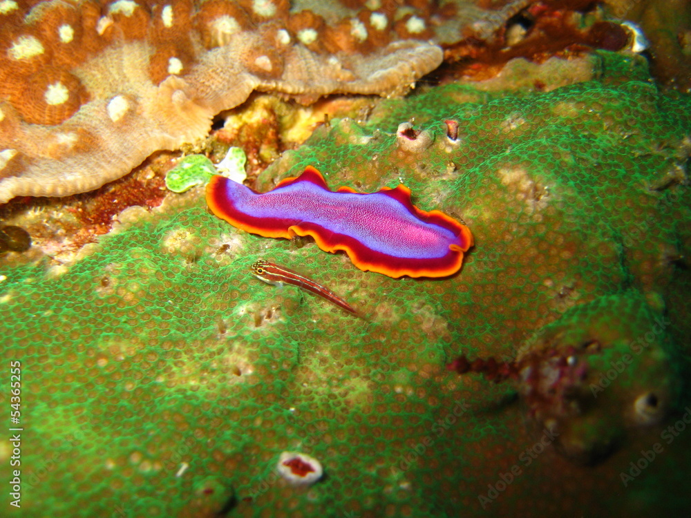 Strudelwurm