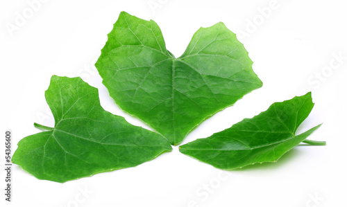Coccinia Cordifolia Cogn or medicinal telakucha leaves