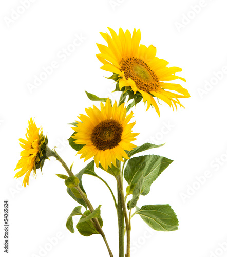 Fototapeta Naklejka Na Ścianę i Meble -  sunflower isolated