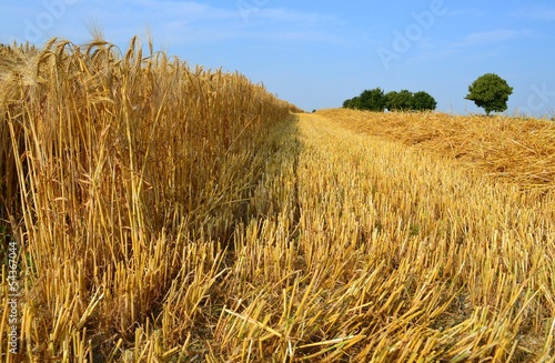 Obraz na plátně moisson