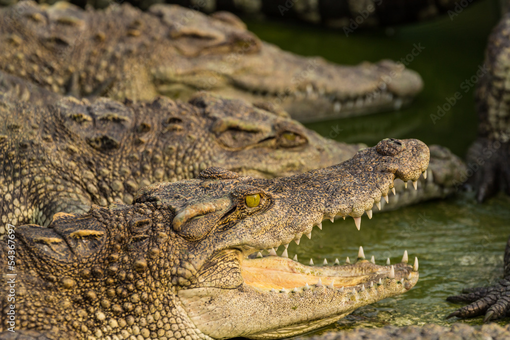 Obraz premium Crocodile