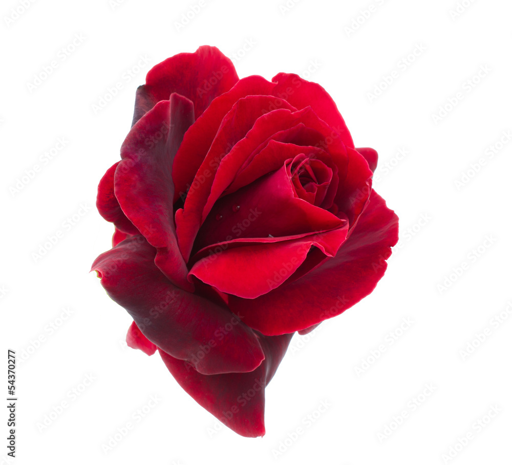 Obraz premium dark red rose is on a white background