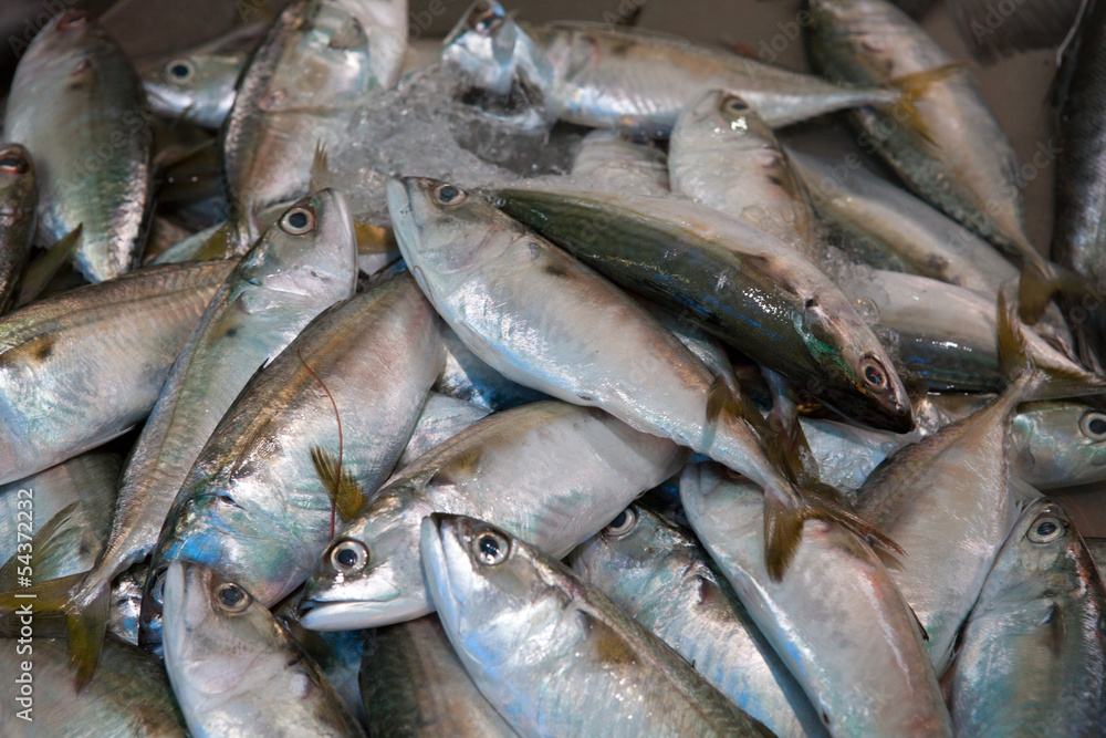 Fish Fish