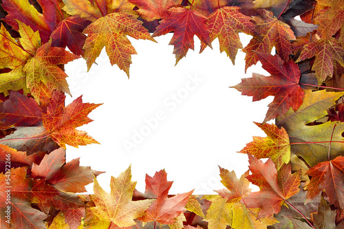 Colorful Maple Tree Fall Leaves Border