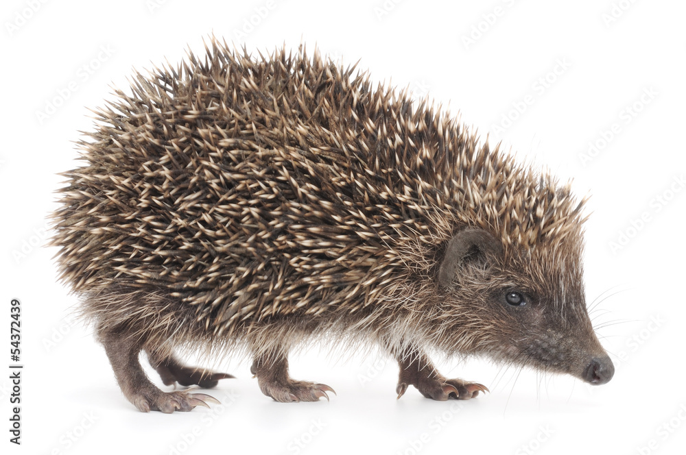Hedgehog Hedgehog