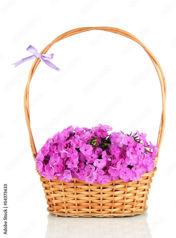 Beautiful bouquet of phlox in wicker basket isolated on white