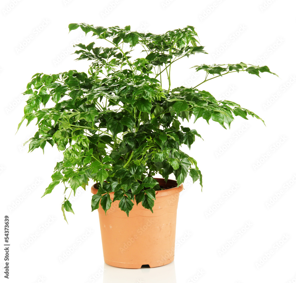 Beautiful flower in pot isolated on white Beautiful flower in pot isolated on white