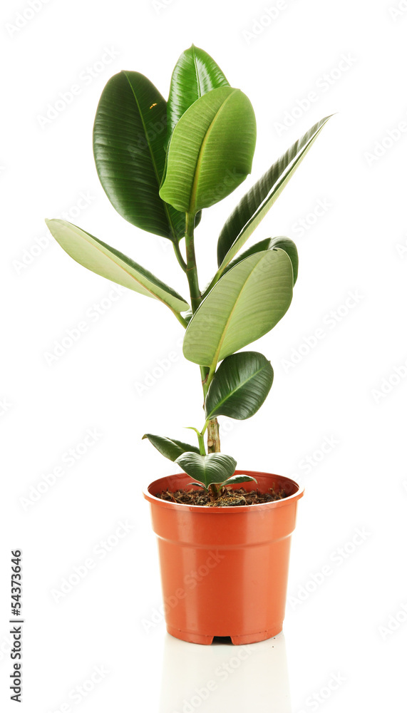 Beautiful flower in pot isolated on white Beautiful flower in pot isolated on white