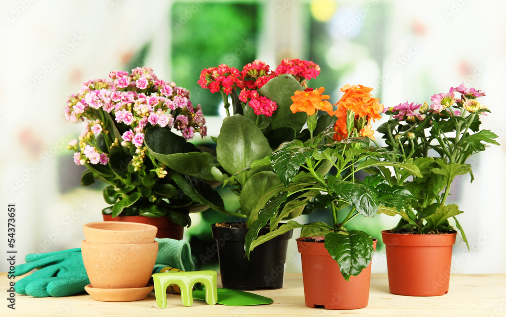Beautiful flowers in pots on wooden table on natural background Beautiful flowers in pots on wooden table on natural background