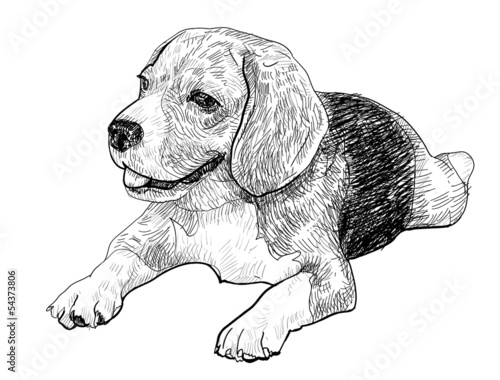 Beagle