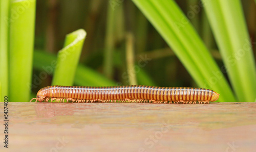 Vászonkép Millipede crawling on wooden with green plant background