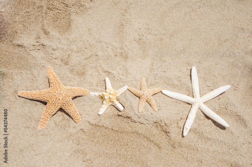 Starfishes on a beach Starfishes on a beach