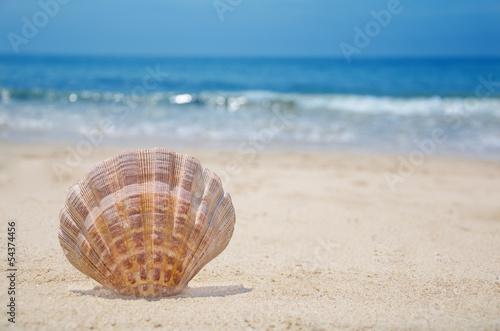 Seashell on a beach