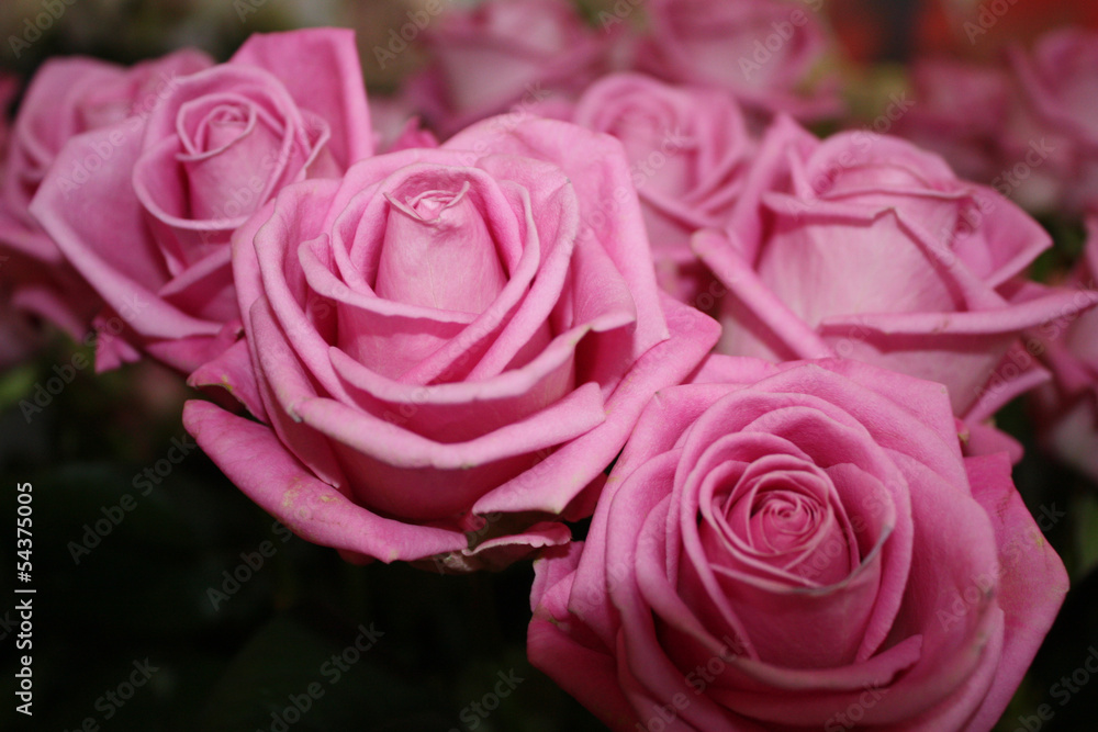 pink roses pink roses