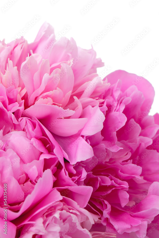 pink peony close up