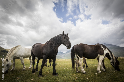 Fototapeta Naklejka Na Ścianę i Meble -  Wild horses - HDR