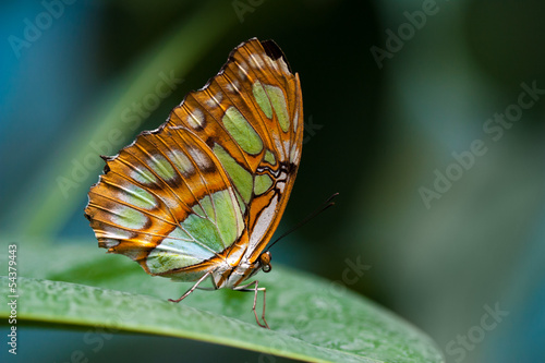 Colorful butterfly