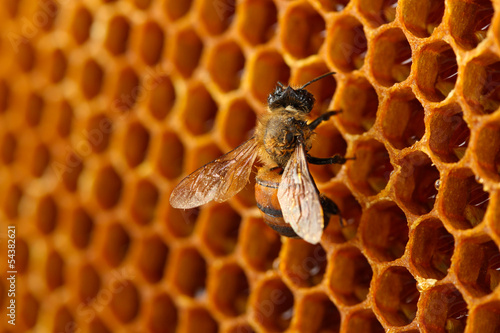 yellow beautiful honeycomb with honey and bee, background © Africa Studio