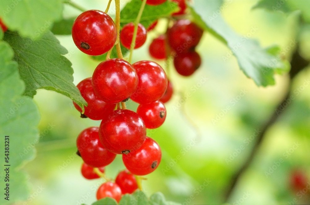bunch of red currants in soft light bunch of red currants in soft light