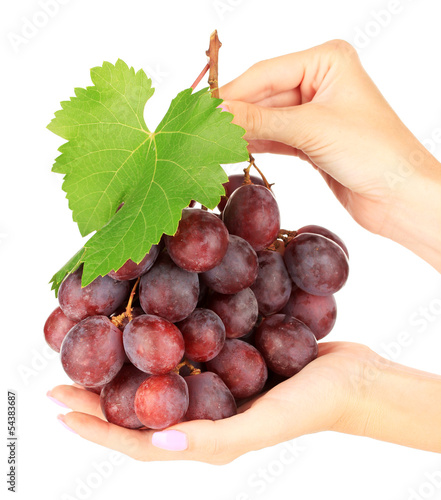 Ripe delicious grapes in hands isolated on white