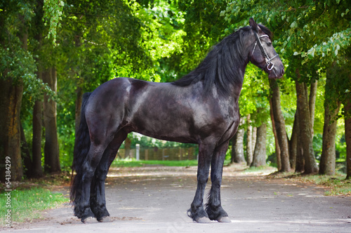 Friesian horse standing portrait