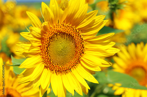 Beautiful sunflowers field