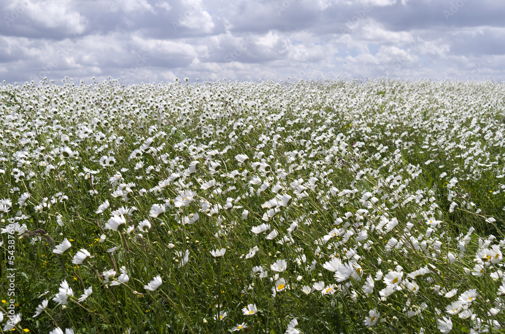 Dike with daisies in flower on island Tiengemeten.