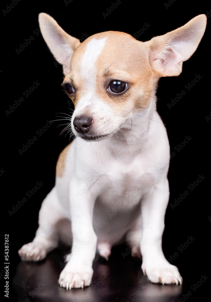 Chihuahua puppy standing on a black background
