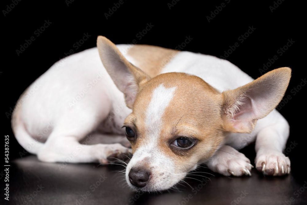 Exhausted dog lying on a black background