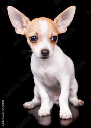 Chihuahua puppy standing on a black background © kmiragaya