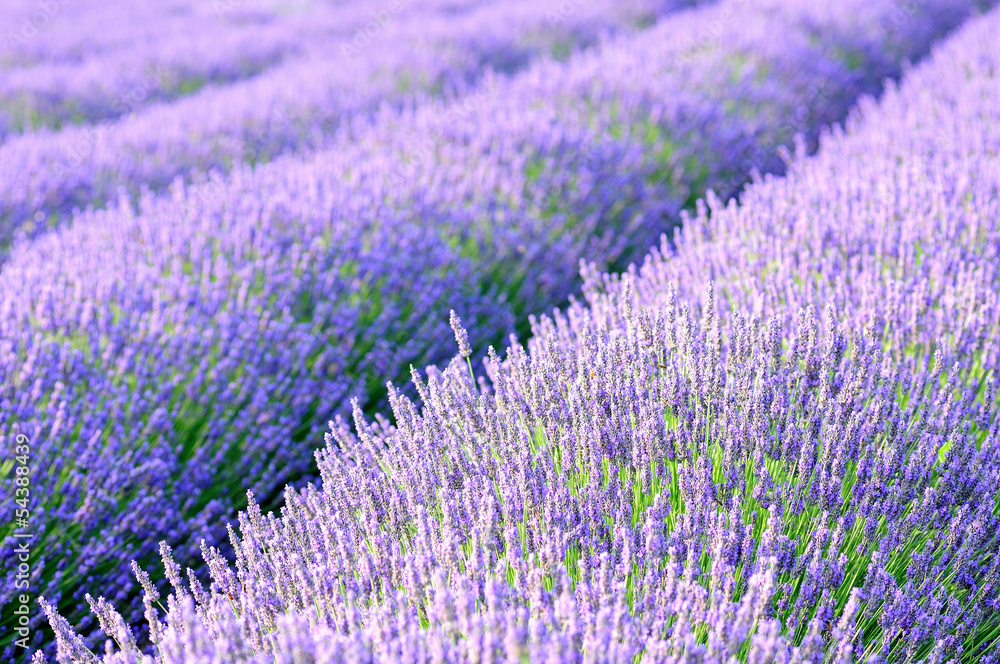 Obraz premium lavander fields
