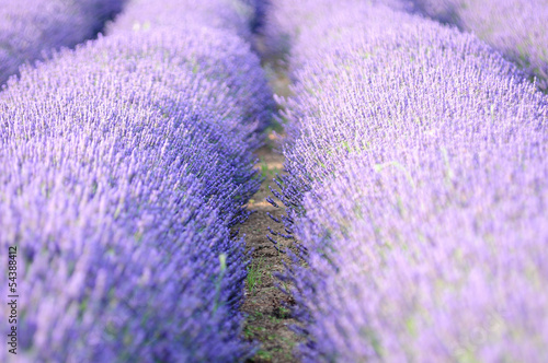 lavander fields