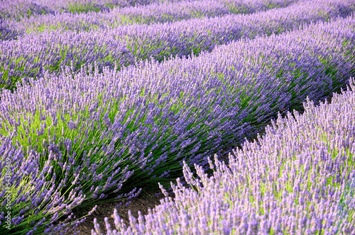 lavander fields