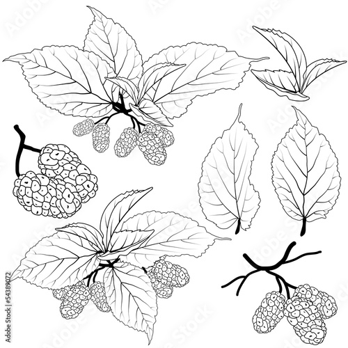 Canvastavla mulberry vector
