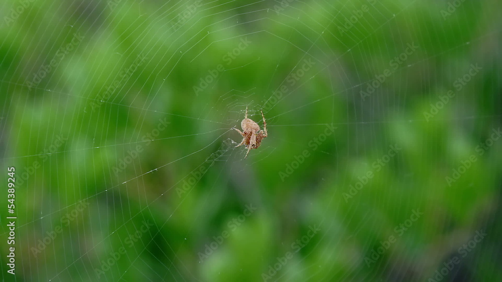 Spider waiting on his web for bug Spider waiting on his web for bug