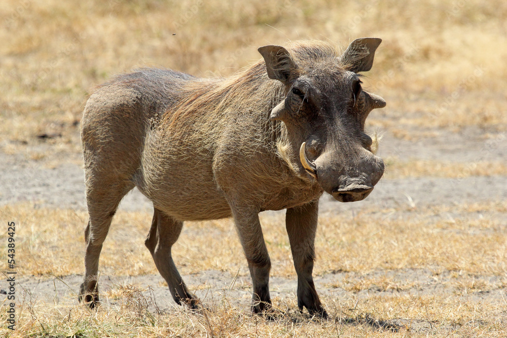 A warthog standing A warthog standing