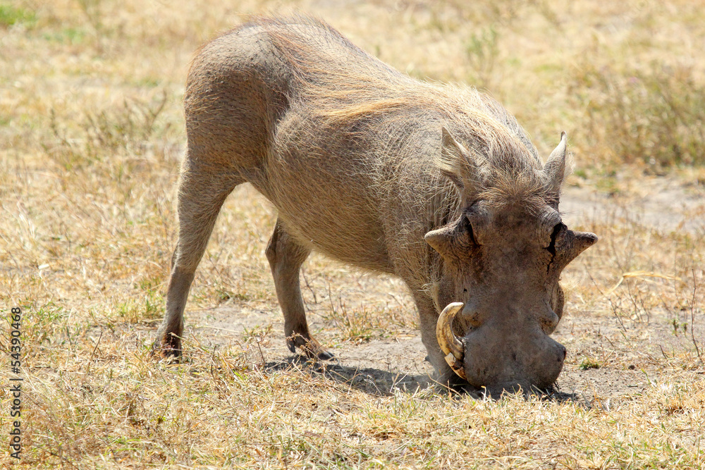 A warthog grazing A warthog grazing