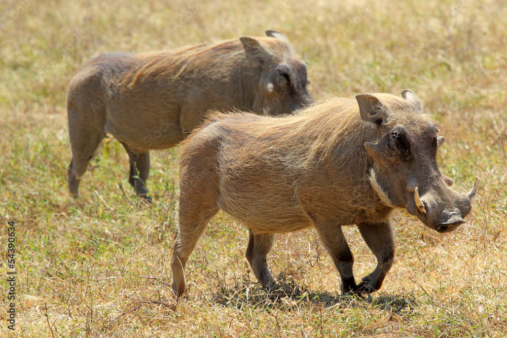 Couple of warthogs walking Couple of warthogs walking