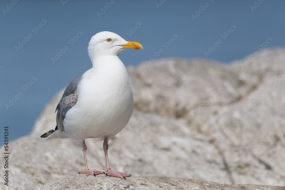 Silbermöwe, European Herring Gull, Larus argentatus Silbermöwe, European Herring Gull, Larus argentatus
