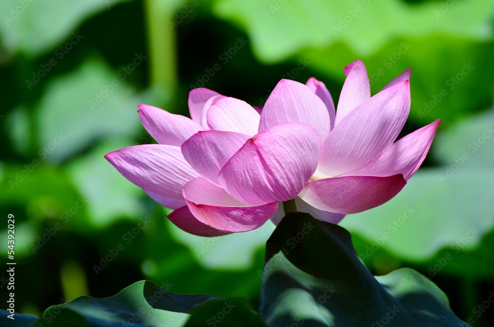 Obraz premium 蓮の花