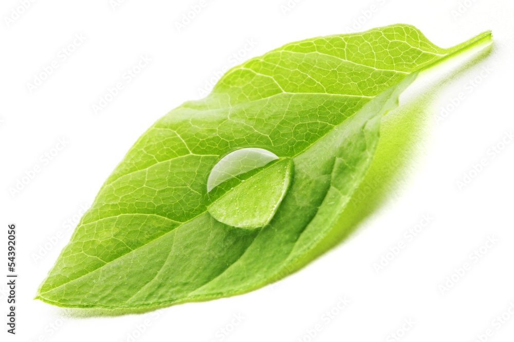 Obraz premium Water drop on leaf macro