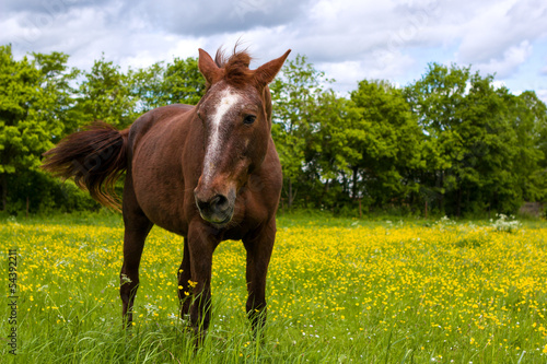 Brown horse in the meadow
