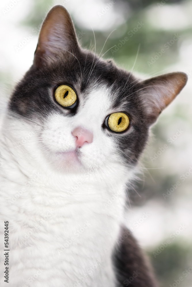 Peeking grey and white cat