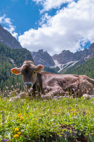 Kuh liegt auf der Alm, einzelne Kuh auf der Wiese bei schoenem Wetter mit Bergen im Hintergrund 