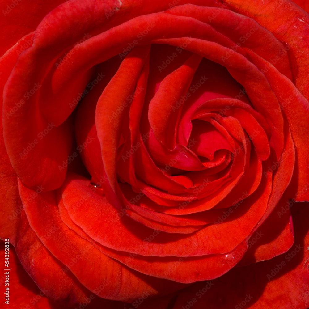 inside the rose inside the rose