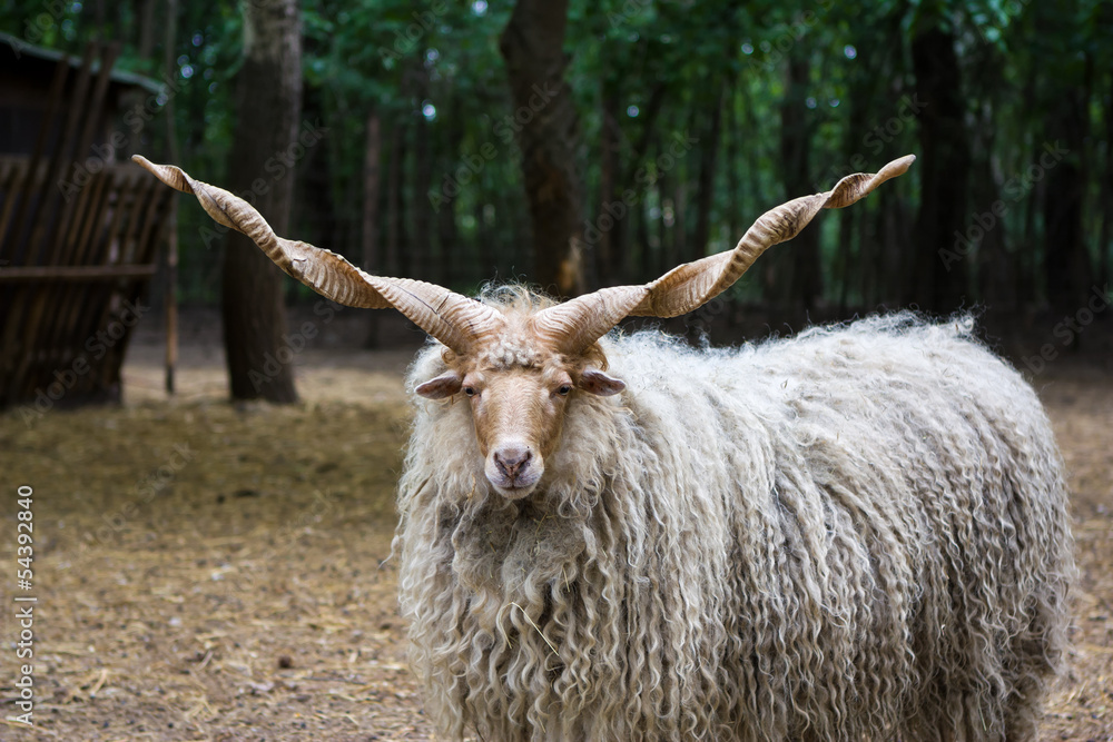 Fototapeta premium Hungarian 'racka' sheep