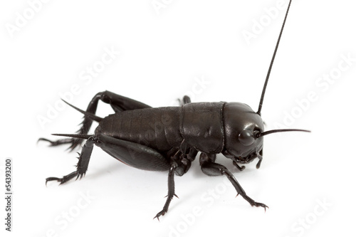 Cricket isolated on white © Gaschwald