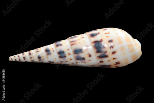 Shell of Crenulate Auger on black background photo